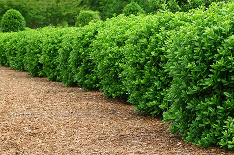 Trimmed and well-shaped shrubs in Bloomington, IL