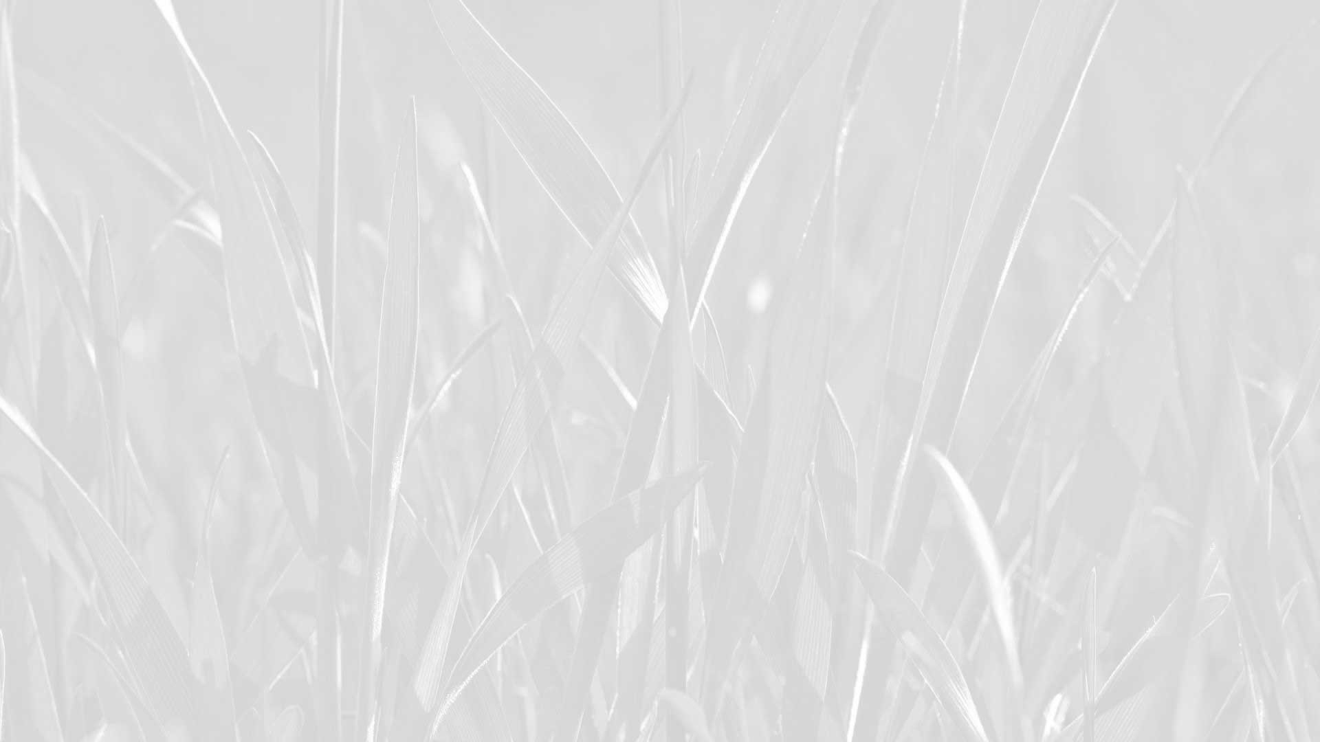 Close up of grass.
